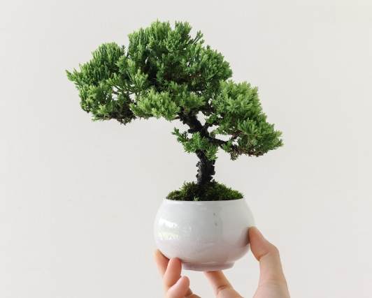 珍珠柏澆水頻率 珍珠柏澆水頻率