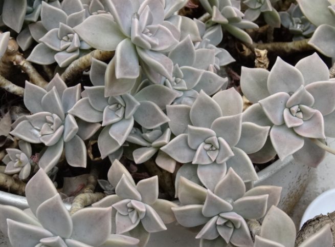 石蓮花分株方法