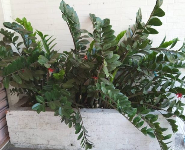 黑色金錢樹盆栽 黑色金錢樹盆栽