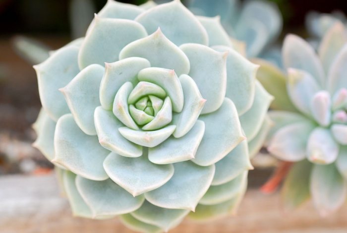 多肉植物葉子皺皺原因 多肉植物葉子皺皺原因