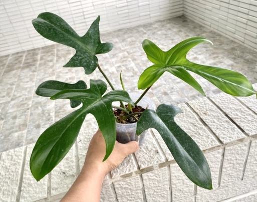 植物分株技巧 植物分株技巧