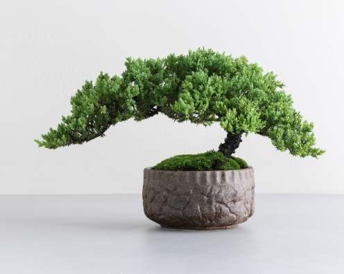 珍珠柏澆水方法 珍珠柏澆水方法