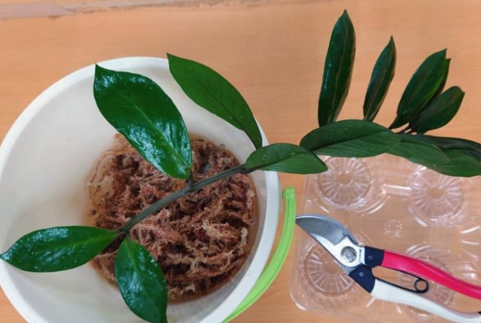 金钱树叶子发软 金钱树叶子发软