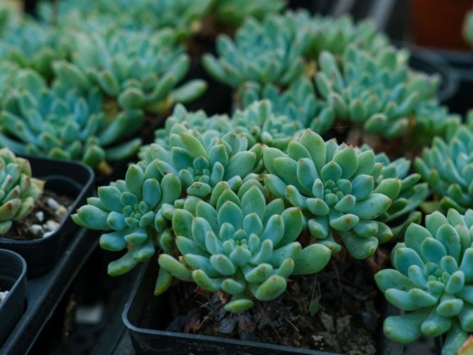 多肉植物病害處理