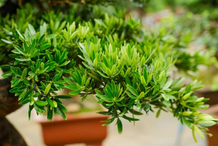 罗汉松养护方法 罗汉松养护方法