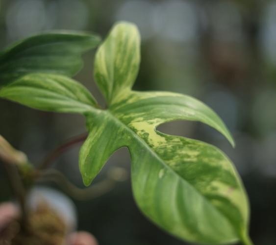 斑葉龍爪蔓綠絨病害