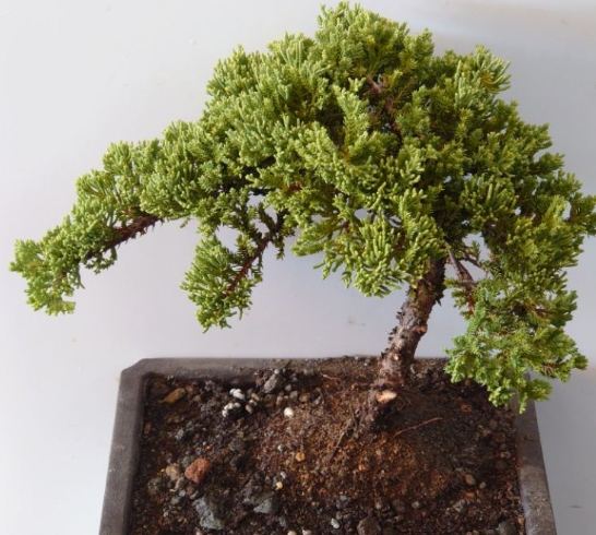 珍珠柏照顧方法 珍珠柏照顧方法