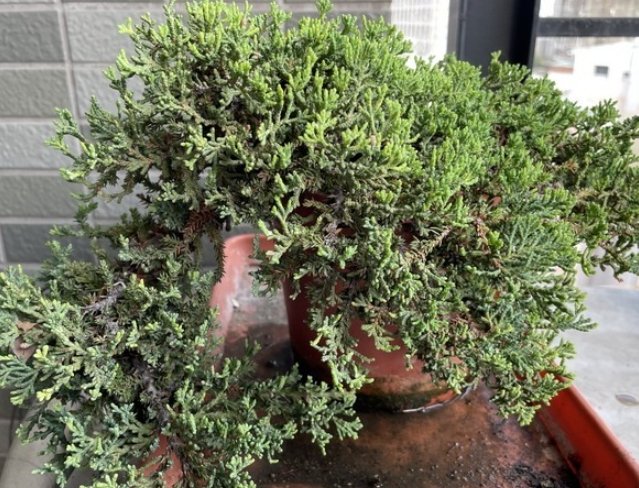 柏樹病害防治 柏樹病害防治