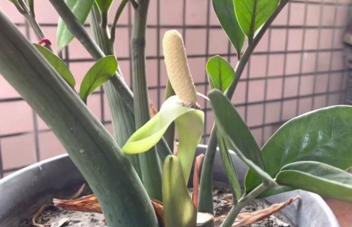 小金錢樹陽光 小金錢樹陽光