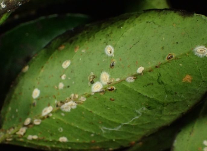 松樹介殼蟲防治