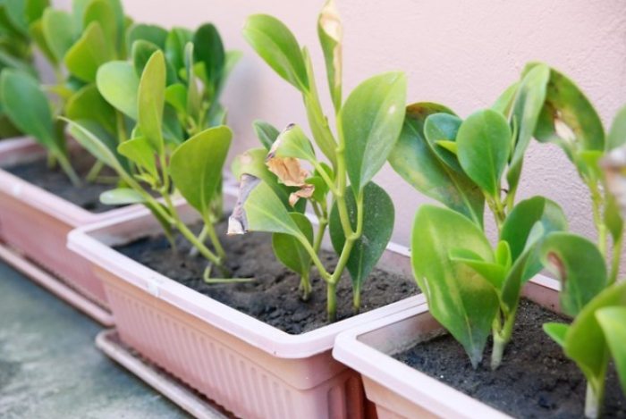 植物澿水飲用水 植物澿水飲用水