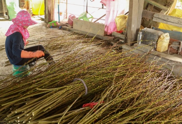 銀柳養護技巧 銀柳養護技巧