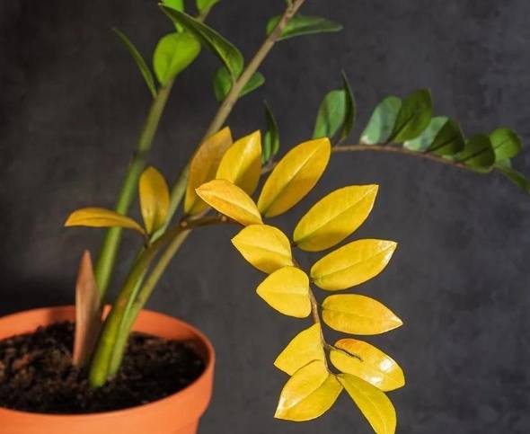 金钱树配土方法 金钱树配土方法