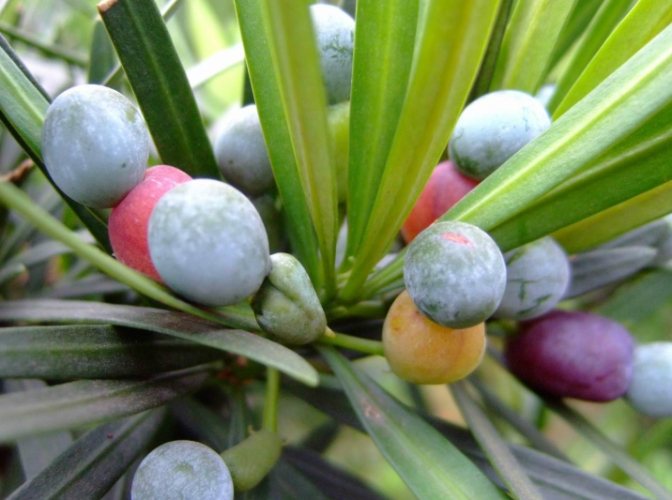 罗汉松养护方法 罗汉松养护方法