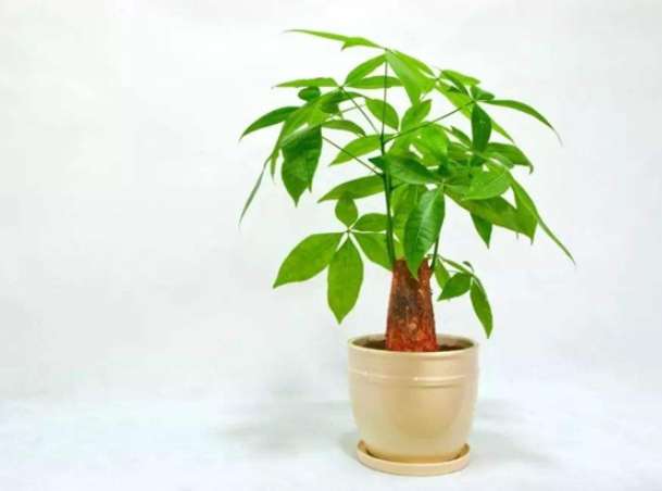 金钱树室外养护 金钱树室外养护