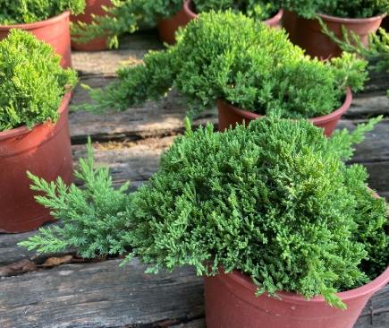 珍珠柏照顧方法 珍珠柏照顧方法