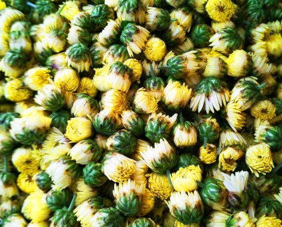 胎菊副作用 胎菊副作用