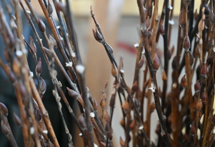 銀柳養護常見問題 銀柳養護常見問題