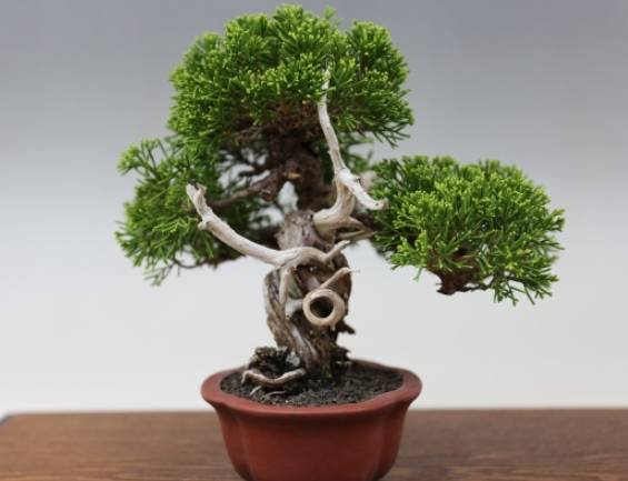 柏樹養護管理 柏樹養護管理