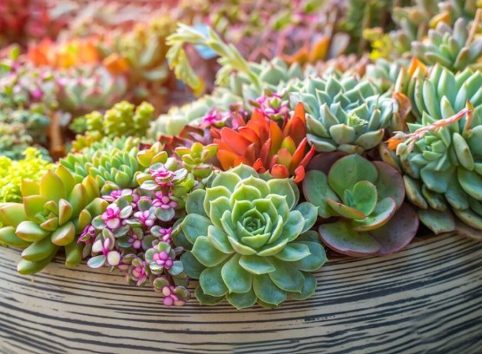 多肉植物軟趴趴處理 多肉植物軟趴趴處理