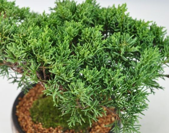 柏樹栽培技巧 柏樹栽培技巧