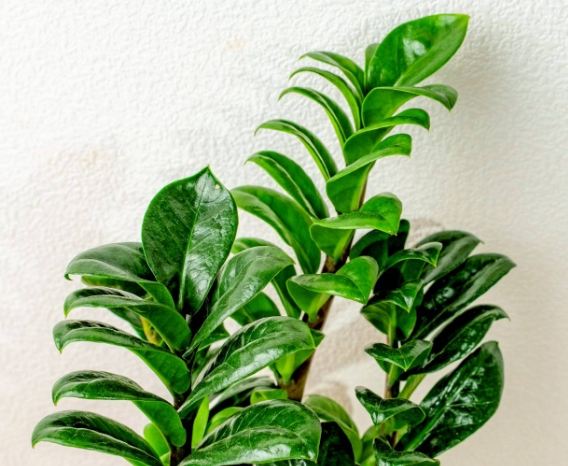 金玺金钱树养护 金玺金钱树养护