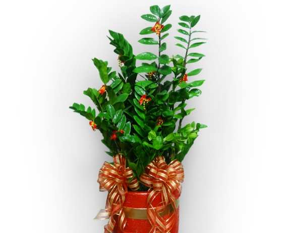 黑色金錢樹風水 黑色金錢樹風水