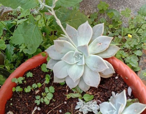 石蓮花分株方法