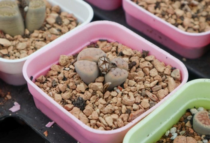 石蓮花繁殖技巧