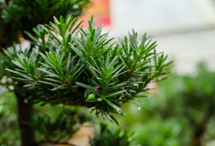 羅漢松風水 羅漢松風水