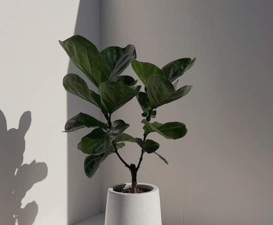 室內植物葉片光澤 室內植物葉片光澤