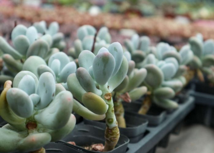 多肉植物蟲害防治