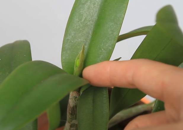 蘭花花苞不開花原因