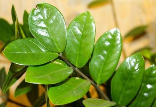 金錢樹照顧方法 金錢樹照顧方法