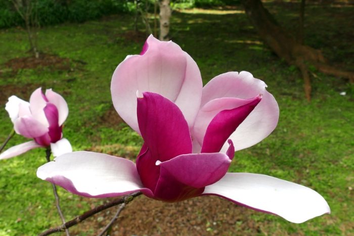 玉蘭花栽培技巧