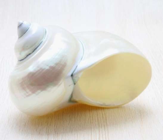 攜帶夜光貝 回台