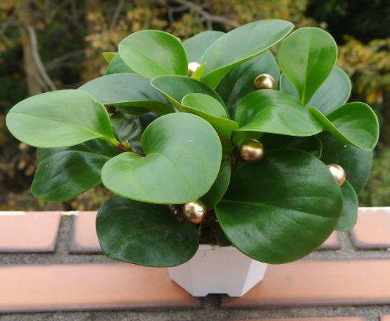 金玺金钱树养护 金玺金钱树养护