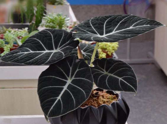 黑絲絨觀音蓮養護 黑絲絨觀音蓮養護