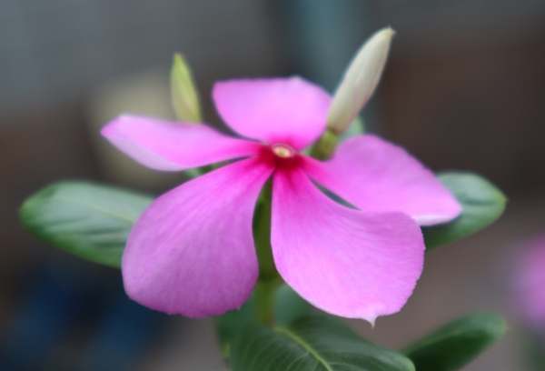 五片花瓣花語 五片花瓣花語