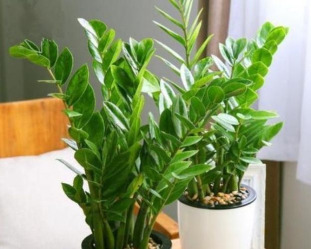 金钱树放室外注意事项 金钱树放室外注意事项