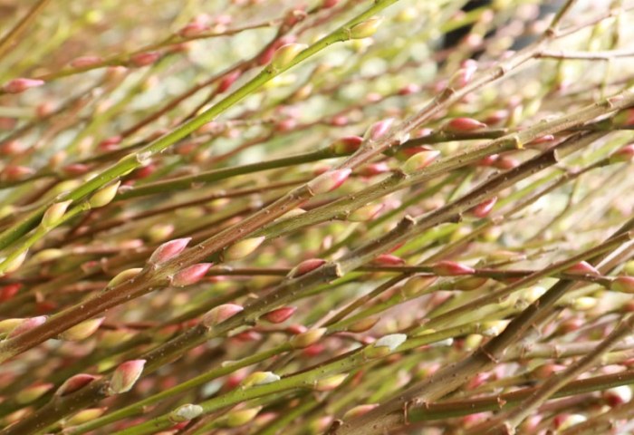 銀柳出葉方法 銀柳出葉方法