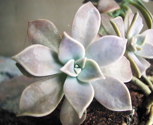 石蓮花照顧技巧