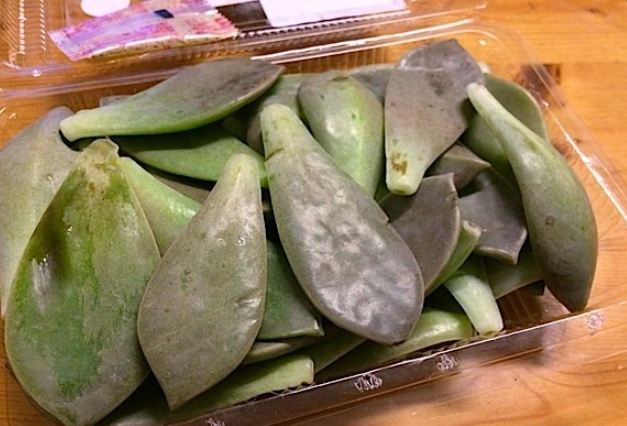 石蓮花照顧技巧