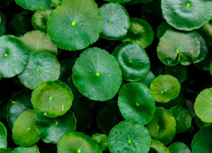 飲用水澆植物 飲用水澆植物