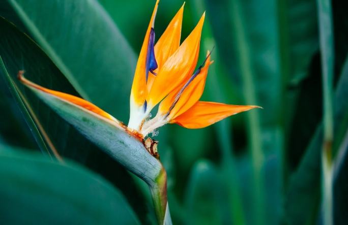 天堂鳥養護方法