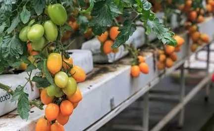 番茄著果劑使用方法