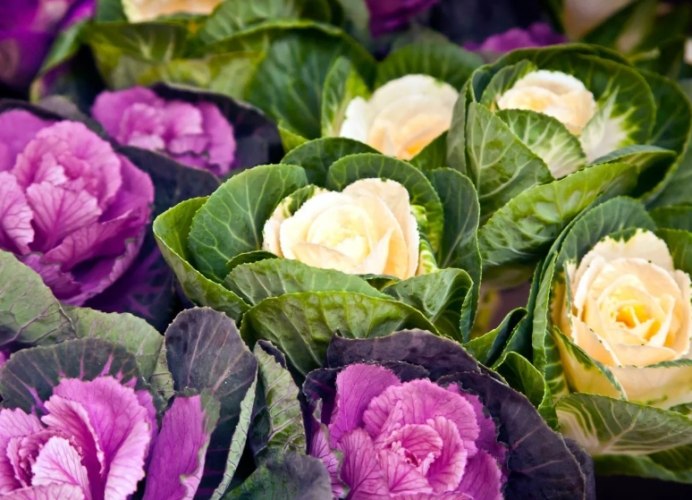 葉牡丹花期管理