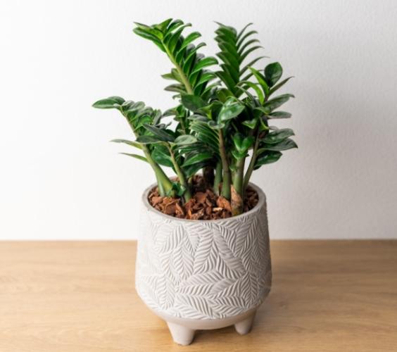金璽植物養護 金璽植物養護