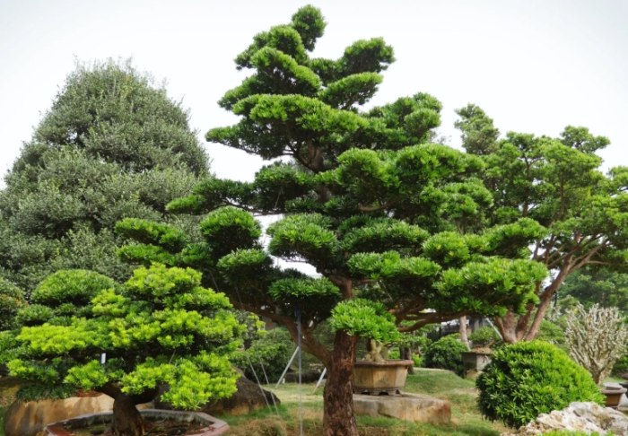 庭院樹種類 庭院樹種類