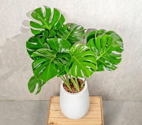 龜背芋種植 龜背芋種植